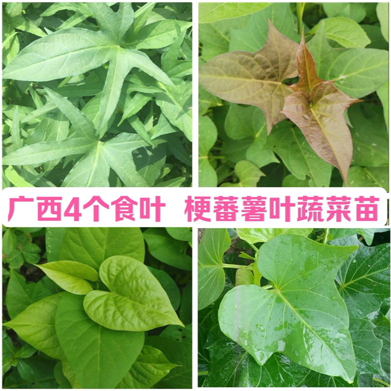 广西4个品种专吃叶子梗红薯叶苗
