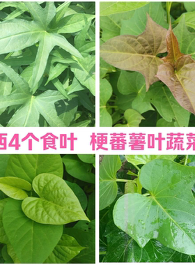 广西专吃叶子梗红薯叶苗蔬菜4个品种食用番薯五叉叶尖地瓜叶滕种