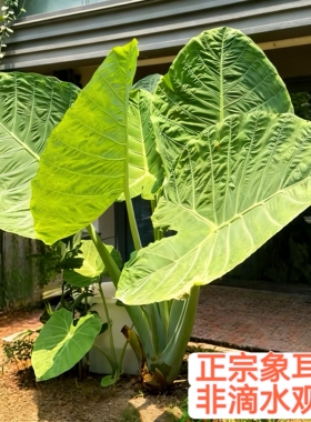 正宗象耳芋老桩巨型大叶园林景观盆栽室内外好养活绿植网红大野芋