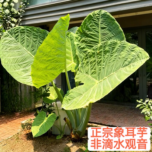 正宗象耳芋老桩巨型大叶园林景观盆栽室内外好养活绿植网红大野芋