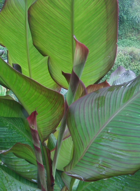 紫叶美人蕉花卉庭院绿植室外植物