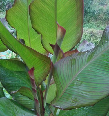 紫叶美人蕉花卉庭院绿植室外植物