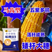 耐高温不花粒耐旱大田玉米种子高产矮杆大棒饲料兼用好品种 包邮