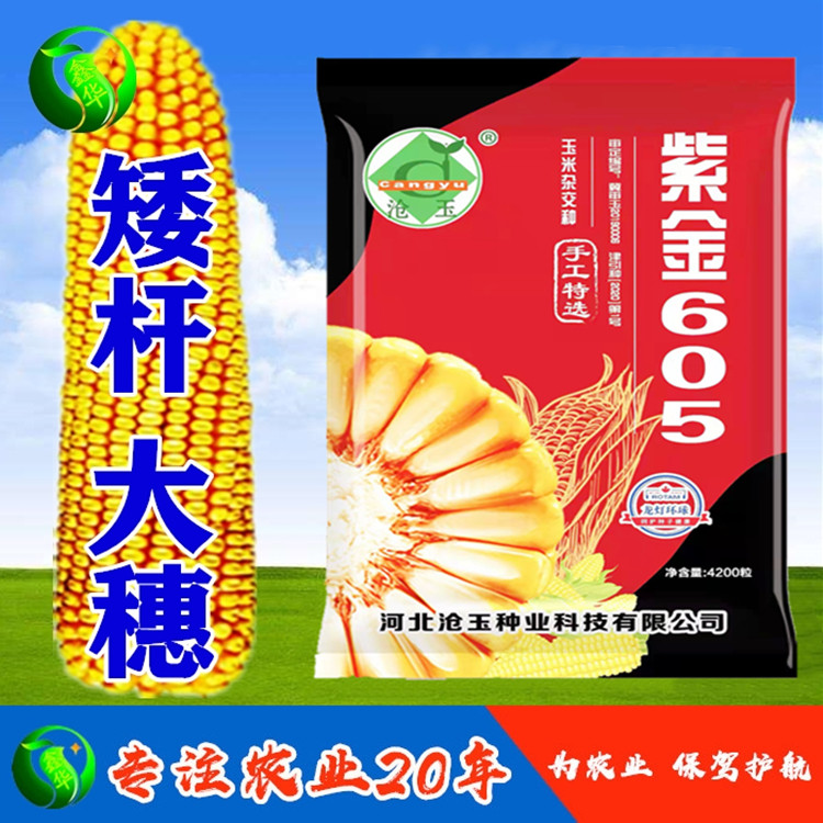 紫金605杂交玉米新品种南方北方均可种植耐高温抗倒矮杆抗病包邮