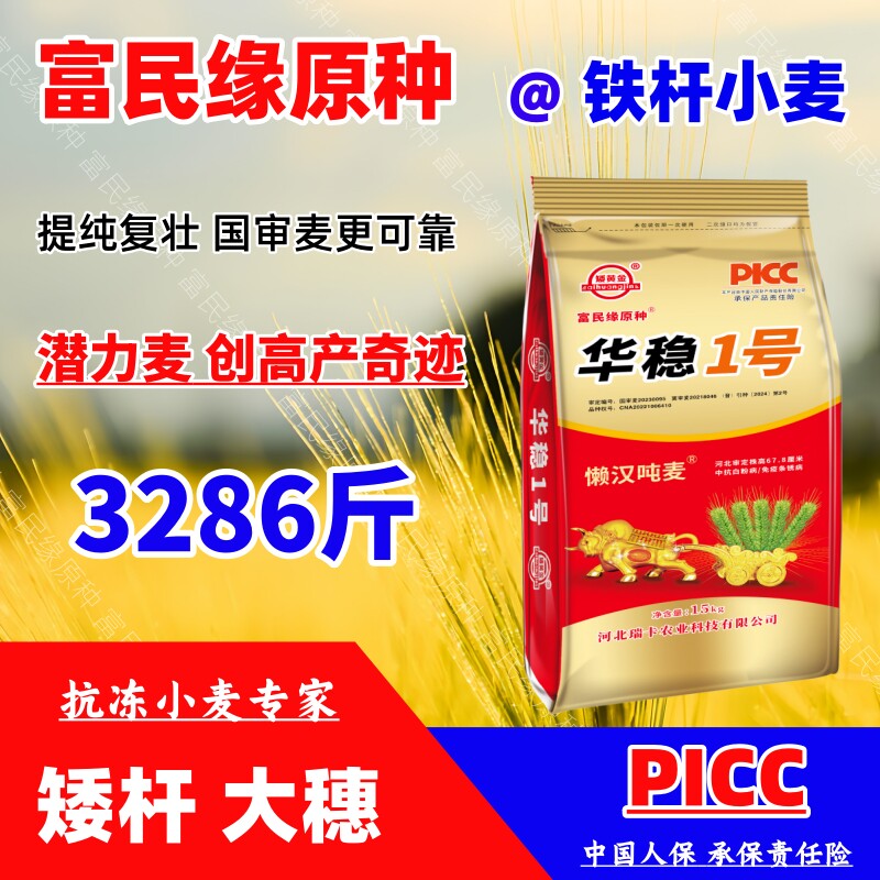 懒汉麦矮杆大穗华稳1号原种