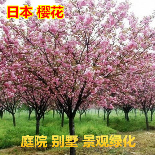 樱花树苗日本樱花早樱晚樱嫁接樱花苗别墅庭院景观工程绿化苗木
