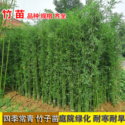 室内阳台盆栽庭院耐寒金镶玉竹