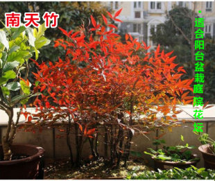 南天竹苗耐寒植物观果红叶南天竺盆栽盆景庭院绿化植物花卉红天竹