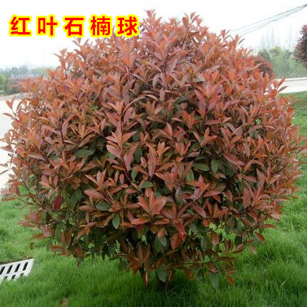 庭院绿化工程苗红叶石楠球小苗 红叶石楠树苗 红花继木球 黄杨球