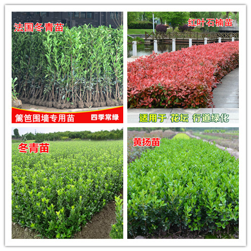 黄扬绿篱围墙篱笆树苗