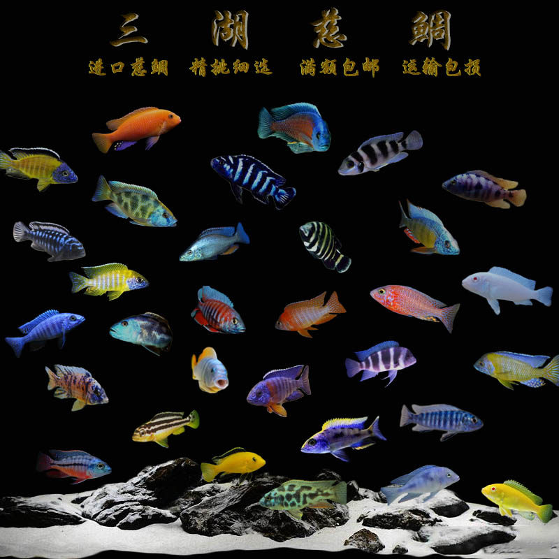 三湖慈鲷马鲷非洲王子特艳红火鸟