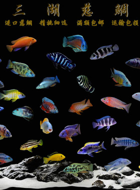 三湖慈鲷马鲷非洲王子特蓝斑马血艳红火鸟蓝天使淡水鱼热带活体鱼