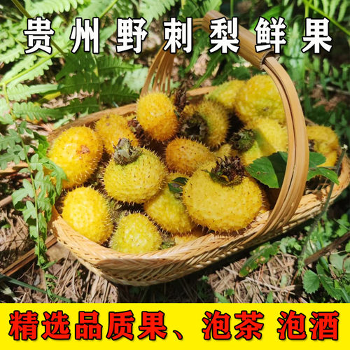 贵州刺梨果新鲜泡酒特产