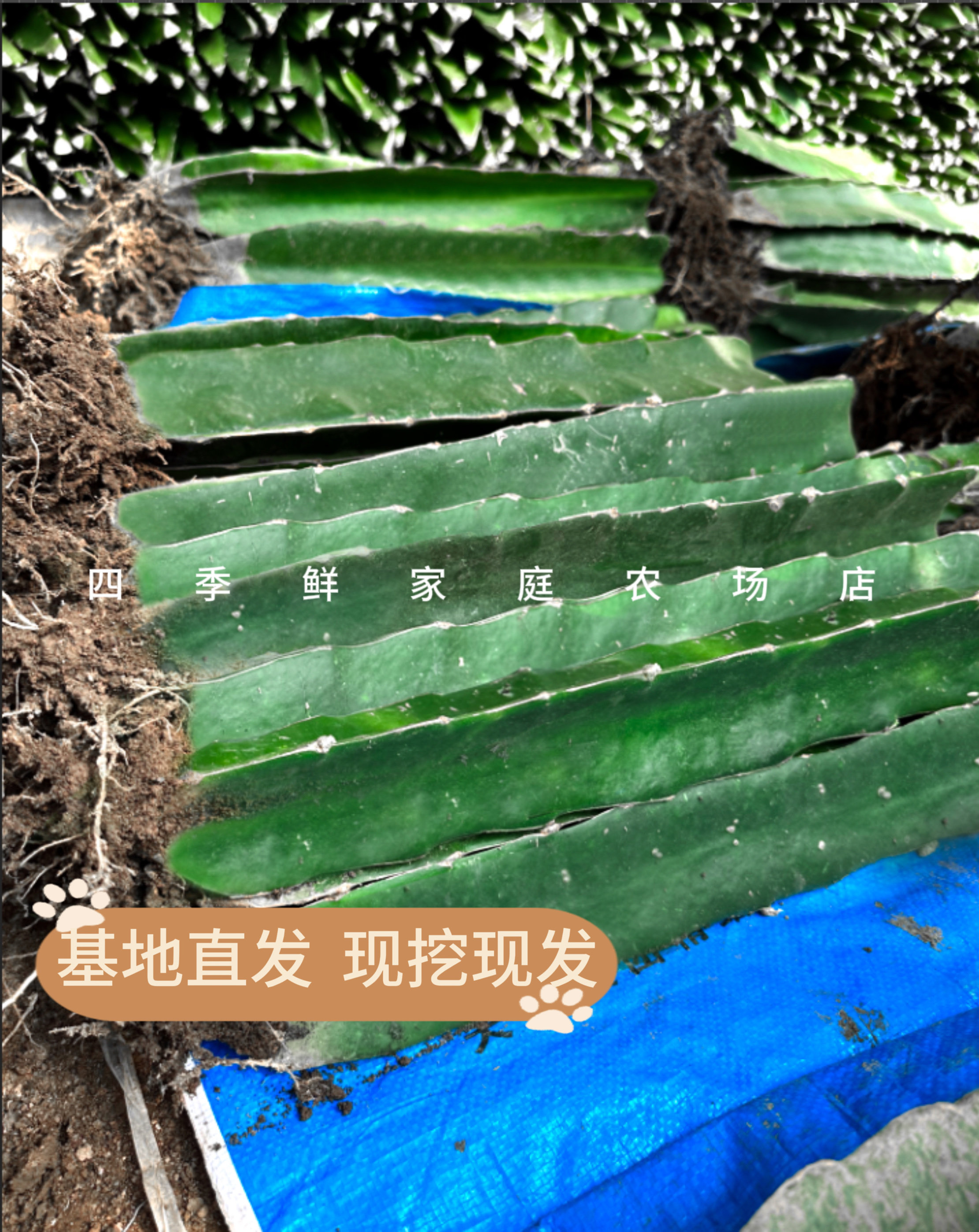 嫁接三角柱蟹爪兰仙人球花龙骨嫁接钻木嫁接专用