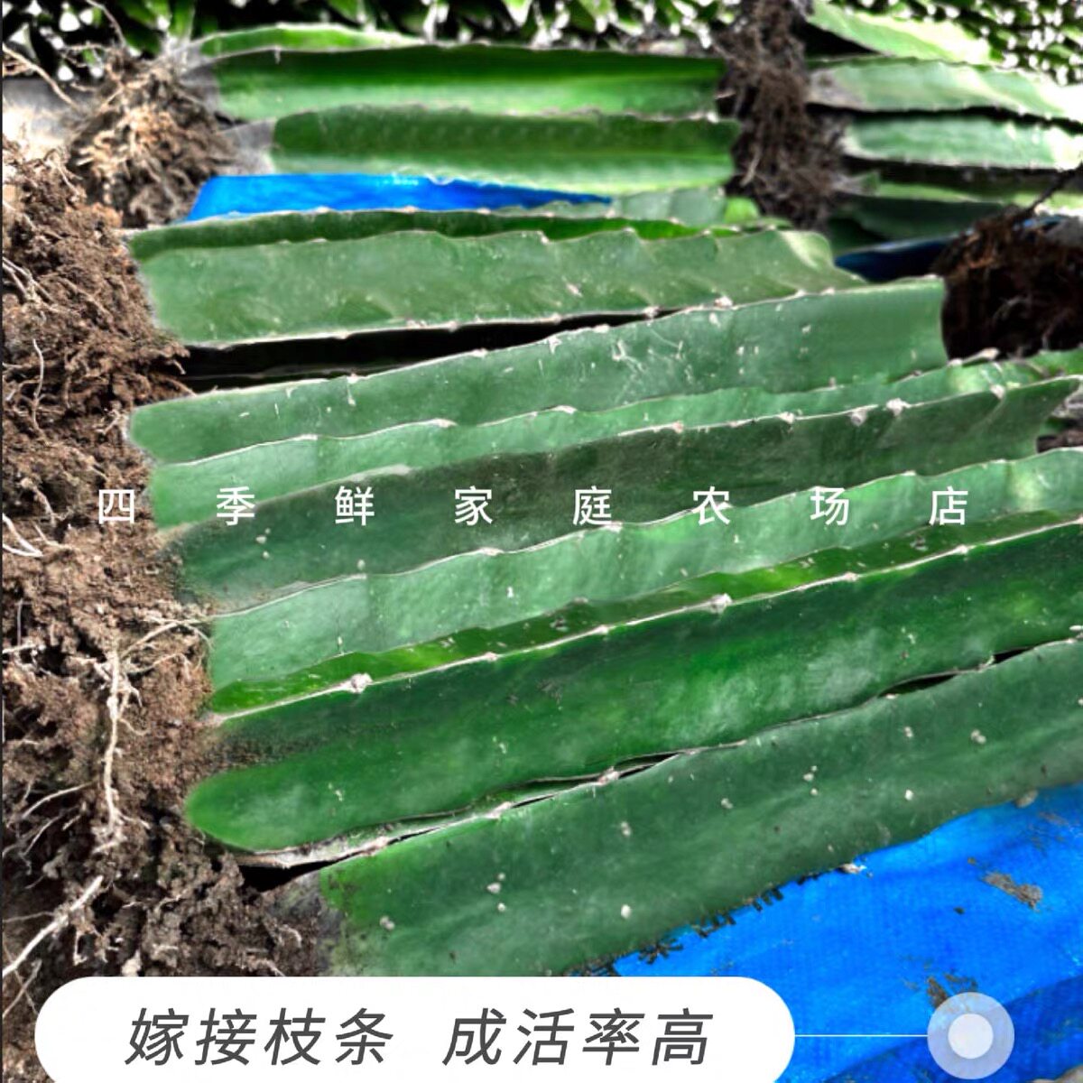 40公分嫁接火龙果三角柱蟹爪兰仙人球令箭花龙骨嫁接砖木三棱柱