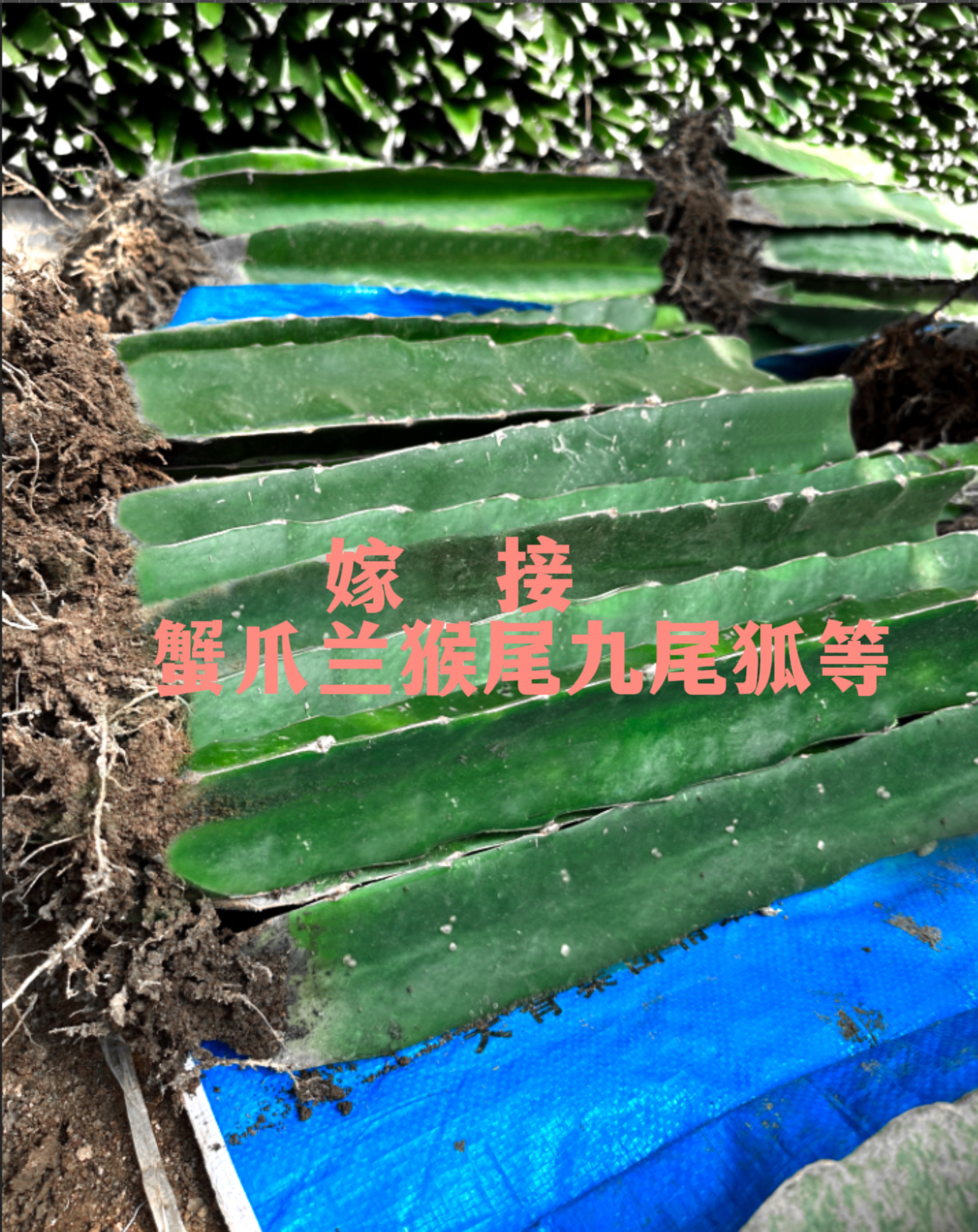 40公分火龙果嫁接枝条仙人掌三角柱嫁接荷花三棱柱