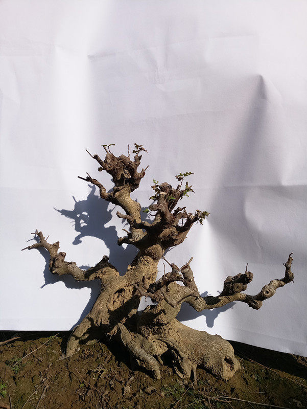 桑树苗桑椹造型盆景老桩盆景植物绿植室内盆栽小叶桑树办公桌绿植