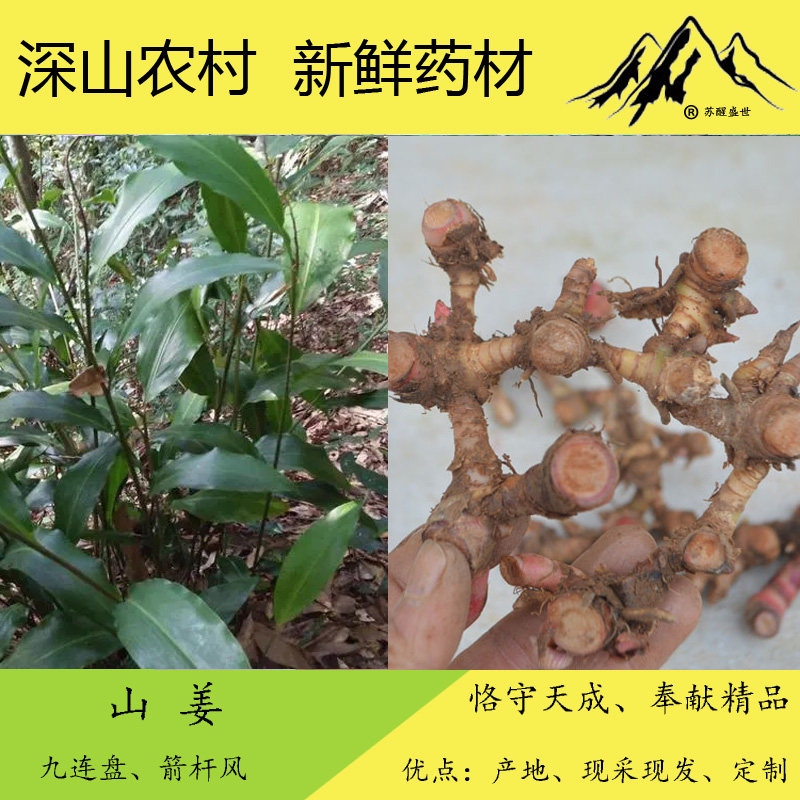 广西中药材新鲜野山姜 九连盘 箭杆风  纯根、种苗,传统滋补营养品,其他药食同源食品,淘宝优惠券,粉丝福利购,淘宝优惠卷