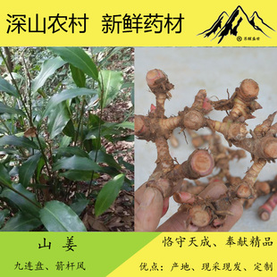 广西中药材新鲜野山姜 九连盘 箭杆风  纯根、种苗