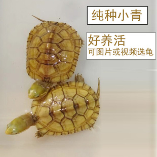 小青龟黄喉拟水龟皖南三黄小青龟活体宠物龟观赏龟微笑脸龟小青苗