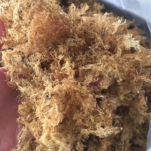 船长信箱 大石花草 漳州四果汤石花膏石花冻 海石花菜藻250g袋装