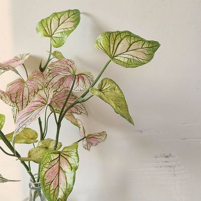 仿真品质海芋叶天使粉彩芋