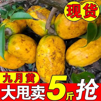 新鲜九月黄5斤应季水果拿麻藤包牛卵坨八月瓜木通果特产现货包邮