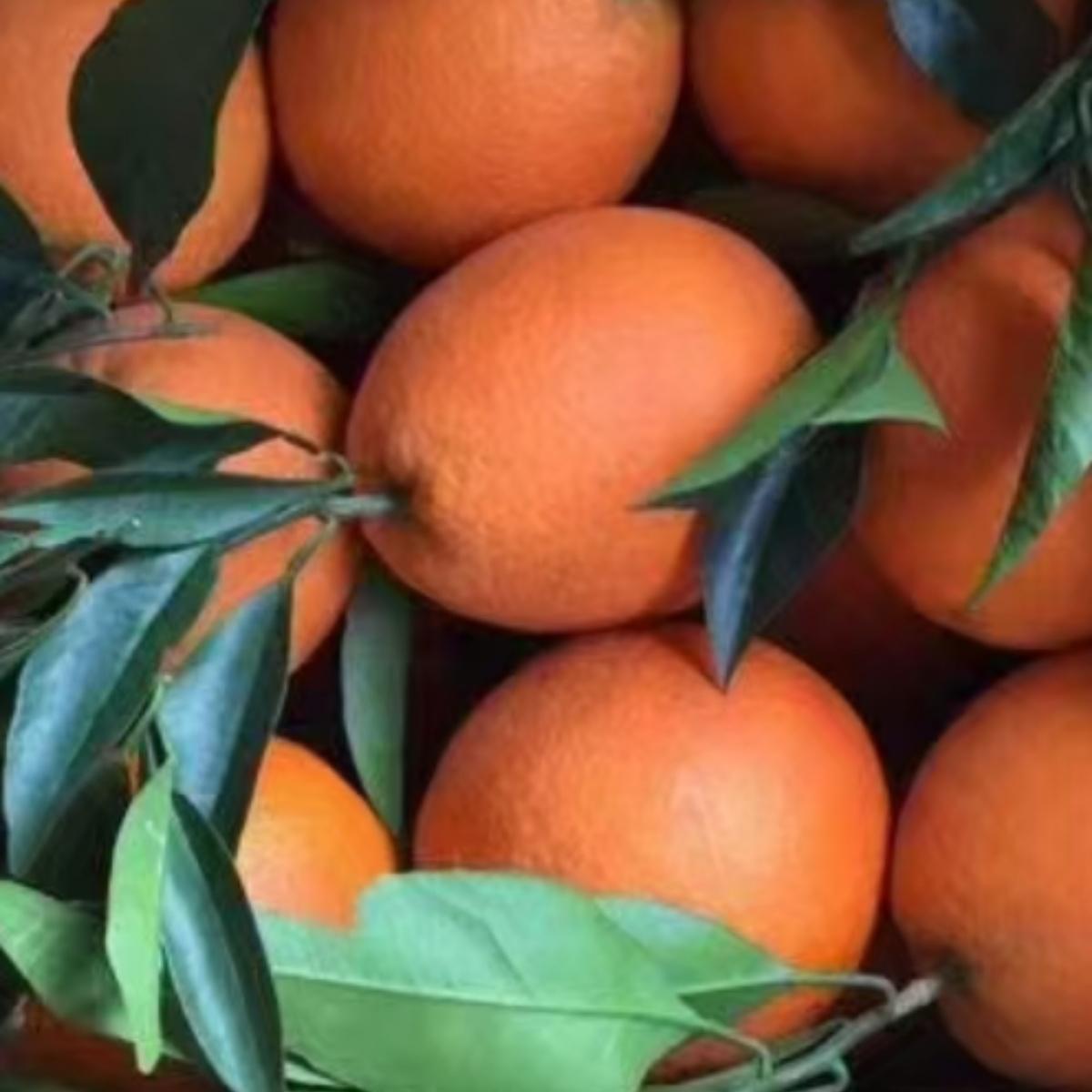 重庆开州新鲜橙子水果锦橙奉节脐橙纽荷儿鹅蛋柑柳橙现摘现发包邮