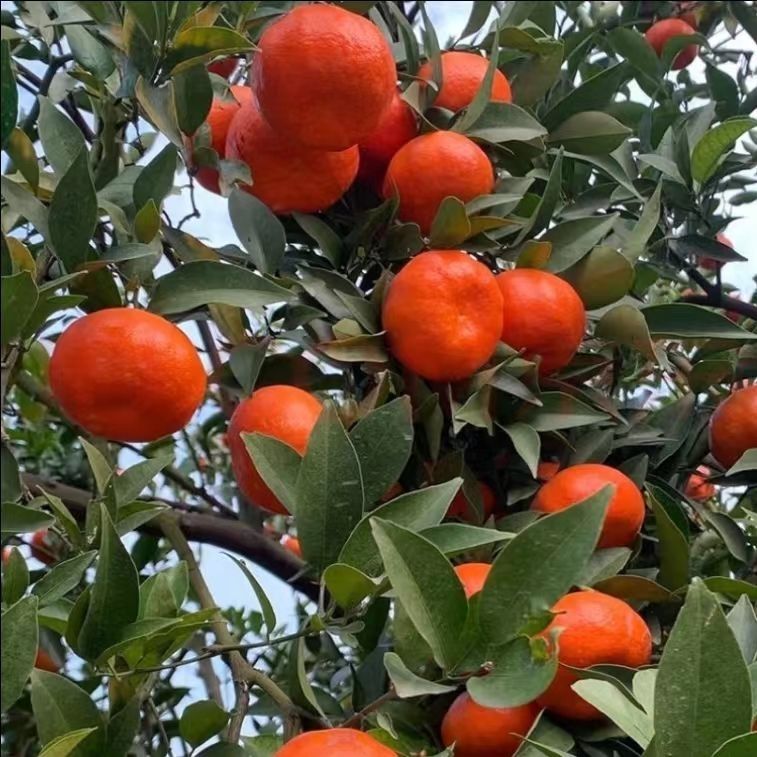 川红橘万州老品种陈皮橘子薄皮橘子红桔子新鲜采摘现摘现发