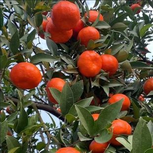 川红橘万州老品种陈皮橘子薄皮橘子红桔子新鲜采摘现摘现发