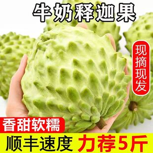 牛奶凤梨释迦果当季番荔枝新鲜水果佛头释迦摩尼大果5斤整箱 包邮