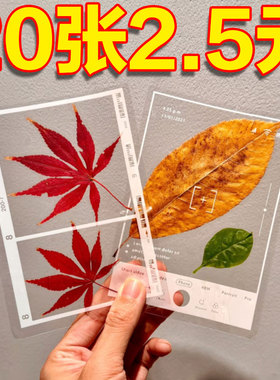 植物手工自制DIY书签透明压花新款相框创意秋天落叶标本植物保留
