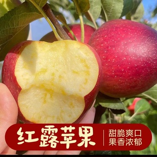 現(xiàn)摘云南早熟紅露蘋果新鮮冰糖心丑蘋果脆甜多汁當(dāng)季 盛果鄰 水果