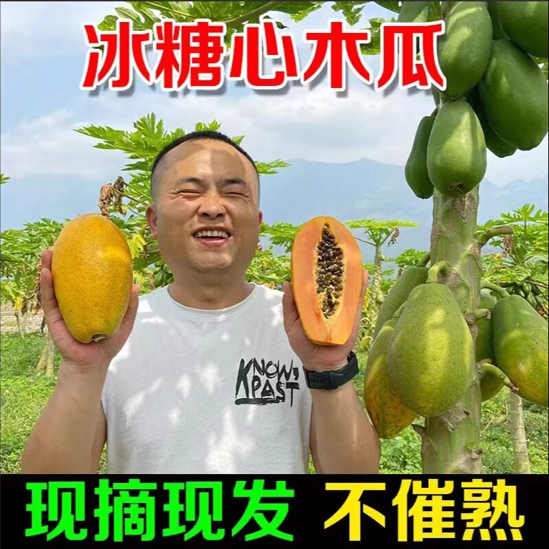 冰糖心木瓜冰糖心牛奶木瓜