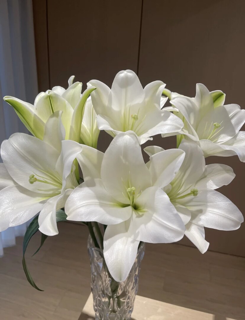 云南基地直发香水百合西伯利亚香水百合佛台寺庙室内水培鲜花束