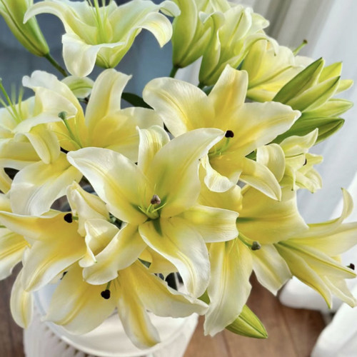 香水百合鲜花多头云南基地直发百合鲜花室内水培家用花束