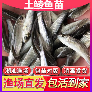 土鲮鱼鱼苗活体饲料鱼鱼料活鱼喂鳜鱼喂金龙喂乌龟喂桂花鲈鱼活饵