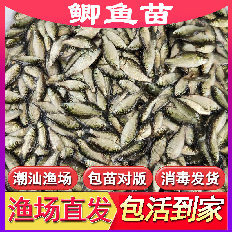 鲫鱼苗中科五号淡水养殖活体鱼苗