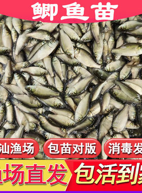 鲫鱼苗中科五号淡水养殖活体鱼苗