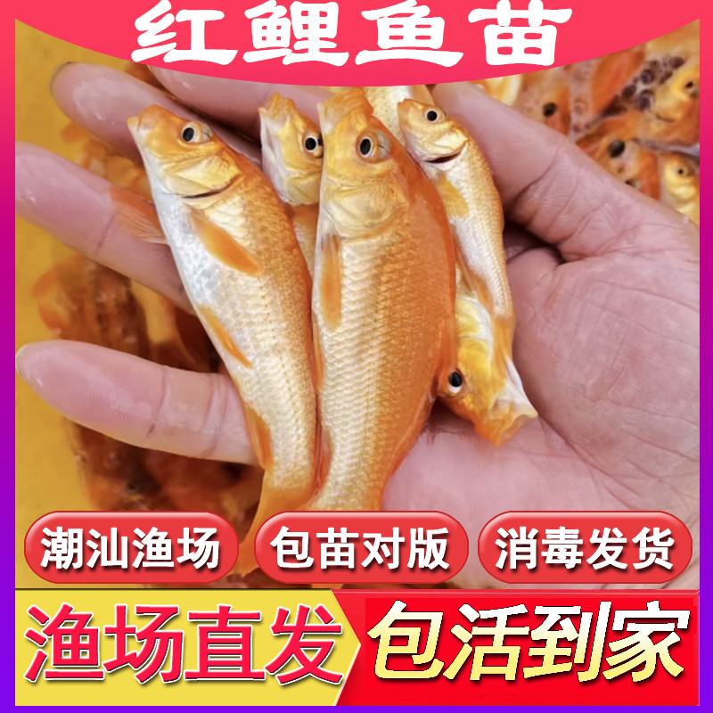 优质红鲤鱼苗可观赏养殖鲤鱼苗