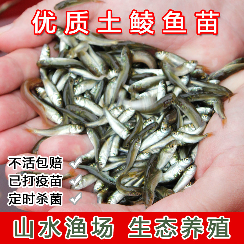 土鲮鱼小鱼苗活体饲料鱼