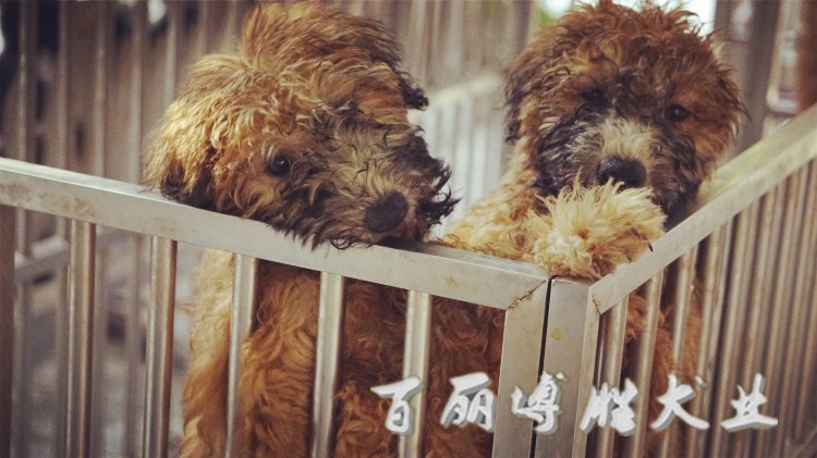 软毛麦色梗犬 纯种幼犬公中型犬家养不掉毛的狗