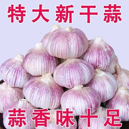 【新干蒜】河南2026年农家干大蒜紫皮新鲜干蒜白皮蒜调料多瓣蒜