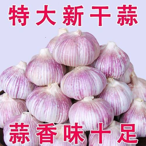 【新干蒜】河南2026年农家干大蒜紫皮新鲜干蒜白皮蒜调料多瓣蒜种