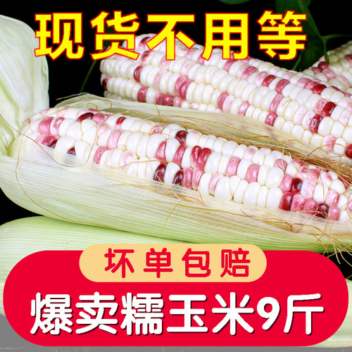 新鲜彩糯玉米现摘现发甜玉米棒子苞谷粒水果玉米蔬菜现摘