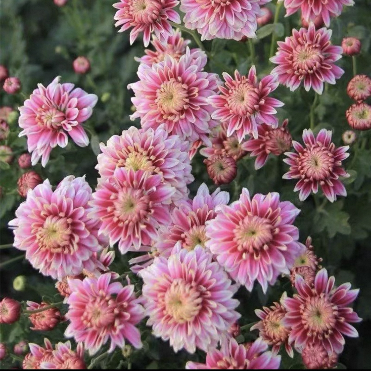 小苏花舍 小菊桃之夭夭 菊花苗秋菊多年生宿根盆栽菊对版花卉小苗