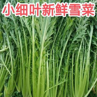 湖北新鲜雪里红 新鲜雪菜 辣菜 自产自销 包邮