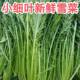 包邮 湖北新鲜雪里红 自产自销 辣菜 新鲜雪菜