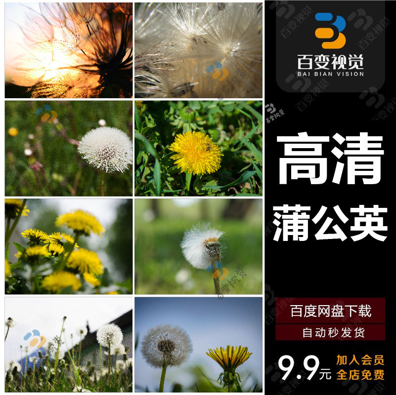蒲公英场景高清JPG摄影特写照片4K壁纸背景图片插图设计素材