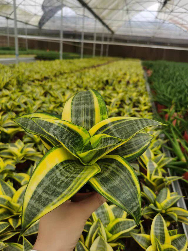 虎尾兰绿植 金边短叶虎尾兰 状态随季节变化不同满18元包邮非偏远